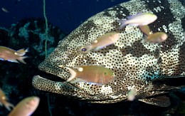 Thailand 2015 - Ko Tao - Merou Malabar _Epinephelus malabricus _IMG_3753_rc